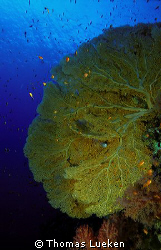 found in the Red Sea, F100 by Thomas Lueken 